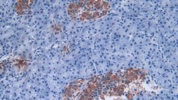 Invitrogen Defensin alpha-3 Polyclonal Antibody 200 &mu;L; Unconjugated:Antibodies,