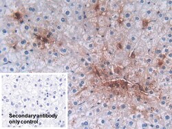 Invitrogen Defensin alpha-3 Polyclonal Antibody:Antibodies:Primary Antibodies