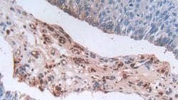 Invitrogen Defensin alpha-3 Polyclonal Antibody 200 &mu;L; Unconjugated:Antibodies,