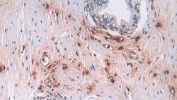 Invitrogen Defensin alpha-3 Polyclonal Antibody 200 &mu;L; Unconjugated:Antibodies,