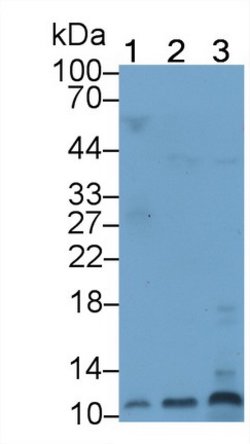 Invitrogen Defensin alpha-3 Polyclonal Antibody 200 &mu;L; Unconjugated:Antibodies,