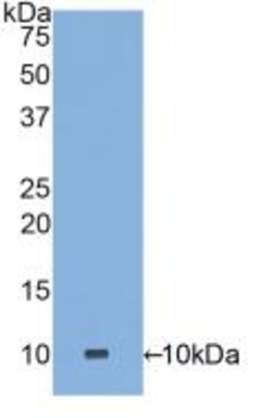 Invitrogen Defensin alpha-3 Polyclonal Antibody:Antibodies:Primary Antibodies