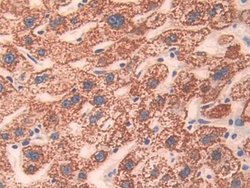 Invitrogen CD148 Polyclonal Antibody:Antibodies:Primary Antibodies