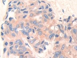 Invitrogen CD148 Polyclonal Antibody:Antibodies:Primary Antibodies