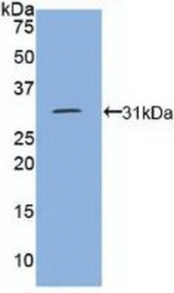 Invitrogen CD148 Polyclonal Antibody:Antibodies:Primary Antibodies