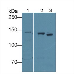 Invitrogen CD148 Polyclonal Antibody:Antibodies:Primary Antibodies
