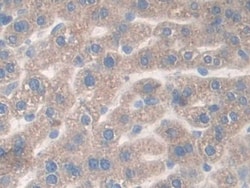 Invitrogen CD148 Polyclonal Antibody 20 &mu;L; Unconjugated:Antibodies,