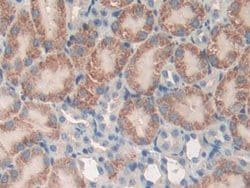 Invitrogen CD148 Polyclonal Antibody:Antibodies:Primary Antibodies