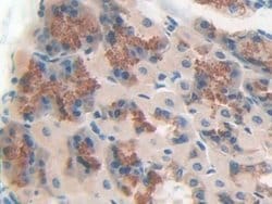 Invitrogen CD148 Polyclonal Antibody:Antibodies:Primary Antibodies