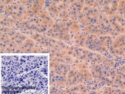 Invitrogen DNase I Polyclonal Antibody 20 &mu;L; Unconjugated:Antibodies,