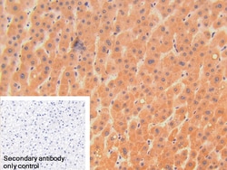 Invitrogen DNase I Polyclonal Antibody 20 &mu;L; Unconjugated:Antibodies,