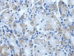 Invitrogen DLD Polyclonal Antibody:Antibodies:Primary Antibodies