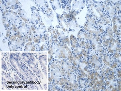 Invitrogen DLD Polyclonal Antibody:Antibodies:Primary Antibodies