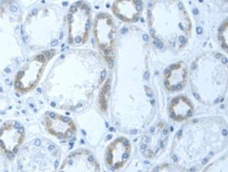 Invitrogen DLD Polyclonal Antibody:Antibodies:Primary Antibodies