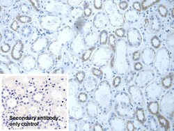 Invitrogen DLD Polyclonal Antibody:Antibodies:Primary Antibodies