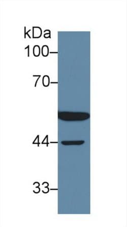 Invitrogen DLD Polyclonal Antibody:Antibodies:Primary Antibodies