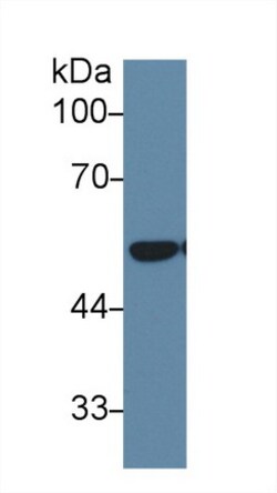 Invitrogen DLD Polyclonal Antibody:Antibodies:Primary Antibodies