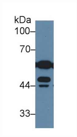 Invitrogen DLD Polyclonal Antibody:Antibodies:Primary Antibodies