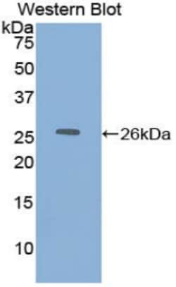 Invitrogen DLD Polyclonal Antibody:Antibodies:Primary Antibodies