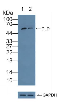 Invitrogen DLD Polyclonal Antibody:Antibodies:Primary Antibodies
