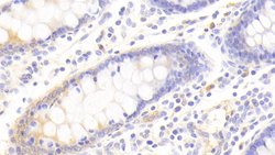 Invitrogen DPP3 Polyclonal Antibody 200 &mu;L; Unconjugated:Antibodies,