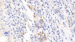 Invitrogen DPP3 Polyclonal Antibody 200 &mu;L; Unconjugated:Antibodies,