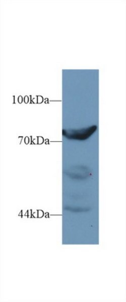 Invitrogen DPP3 Polyclonal Antibody 200 &mu;L; Unconjugated:Antibodies,