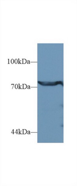 Invitrogen DPP3 Polyclonal Antibody 200 &mu;L; Unconjugated:Antibodies,