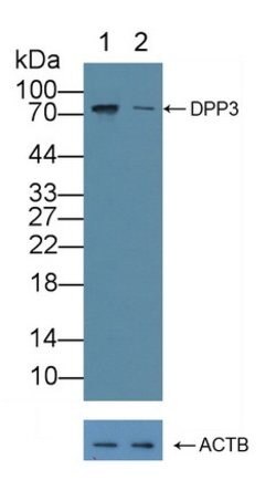 Invitrogen DPP3 Polyclonal Antibody 200 &mu;L; Unconjugated:Antibodies,