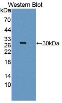 Invitrogen DPP3 Polyclonal Antibody 200 &mu;L; Unconjugated:Antibodies,