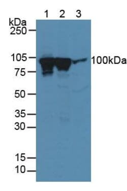 Invitrogen Dynamin 1 Polyclonal Antibody 20 &mu;L; Unconjugated:Antibodies,