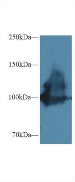 ENPP1 Polyclonal Antibody, Invitrogen 20 &mu;L; Unconjugated:Antibodies,