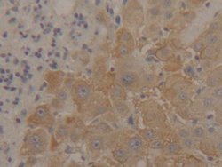 Invitrogen ENO1 Polyclonal Antibody 200 &mu;L; Unconjugated:Antibodies,