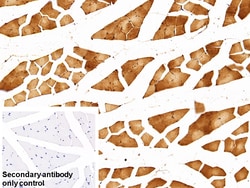 Invitrogen ENO1 Polyclonal Antibody 200 &mu;L; Unconjugated:Antibodies,