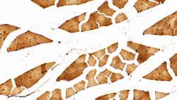 Invitrogen ENO1 Polyclonal Antibody 200 &mu;L; Unconjugated:Antibodies,