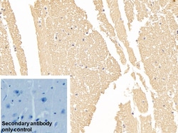 Invitrogen NSE Polyclonal Antibody:Antibodies:Primary Antibodies