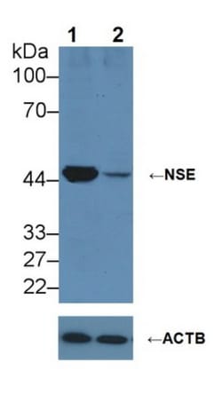 Invitrogen NSE Polyclonal Antibody:Antibodies:Primary Antibodies