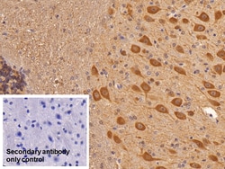 Invitrogen NSE Polyclonal Antibody 200 &mu;L; Unconjugated:Antibodies,
