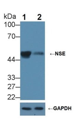 Invitrogen NSE Polyclonal Antibody 200 &mu;L; Unconjugated:Antibodies,