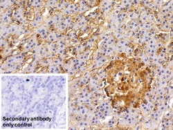 Invitrogen EpCAM (CD326) Polyclonal Antibody 200 &mu;L; Unconjugated:Antibodies,