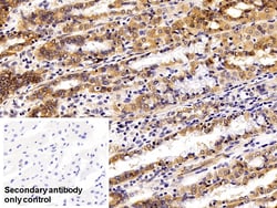 Invitrogen EpCAM (CD326) Polyclonal Antibody 200 &mu;L; Unconjugated:Antibodies,