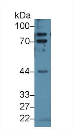 Invitrogen Epsin 1 Polyclonal Antibody:Antibodies:Primary Antibodies