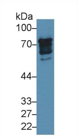 Invitrogen Epsin 1 Polyclonal Antibody:Antibodies:Primary Antibodies