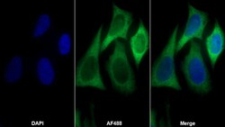 Invitrogen EEF1A1 Polyclonal Antibody 20 &mu;L; Unconjugated:Antibodies,