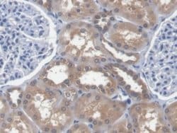 Invitrogen EEF1A1 Polyclonal Antibody 20 &mu;L; Unconjugated:Antibodies,