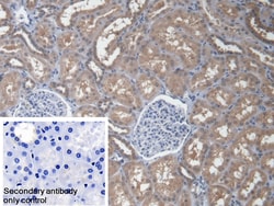 Invitrogen EEF1A1 Polyclonal Antibody 20 &mu;L; Unconjugated:Antibodies,