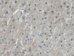 Invitrogen EEF1A1 Polyclonal Antibody 20 &mu;L; Unconjugated:Antibodies,