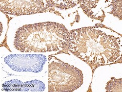 Invitrogen EEF1A1 Polyclonal Antibody 20 &mu;L; Unconjugated:Antibodies,