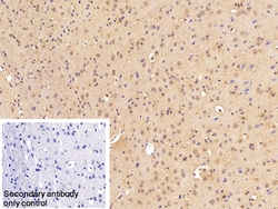 Invitrogen EEF1A1 Polyclonal Antibody 20 &mu;L; Unconjugated:Antibodies,