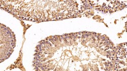 Invitrogen EEF1A1 Polyclonal Antibody 20 &mu;L; Unconjugated:Antibodies,
